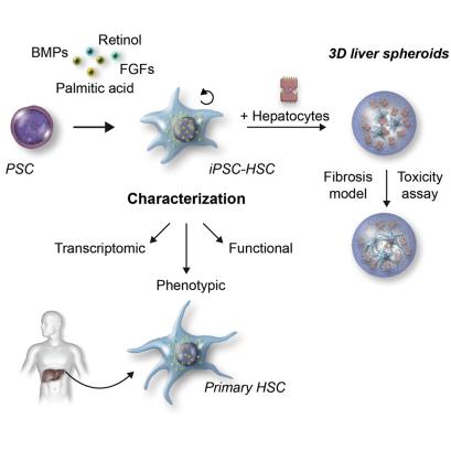 Cell Stem Cell 2018