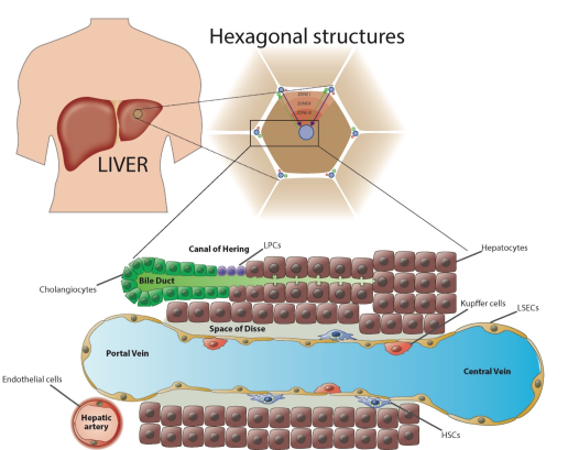 Liver Disease-fig1